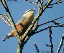 Eurasian Nuthatch