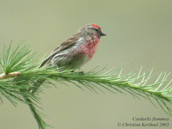 Lesser Redpoll