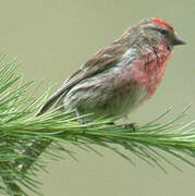 Lesser Redpoll