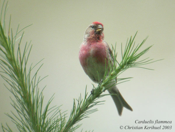 Lesser Redpoll