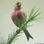 Lesser Redpoll