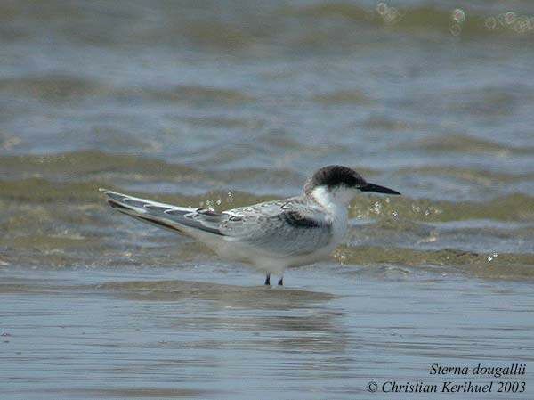 Roseate Tern