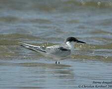 Roseate Tern