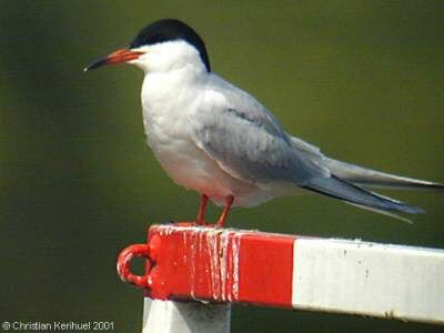 Common Tern