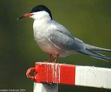 Common Tern