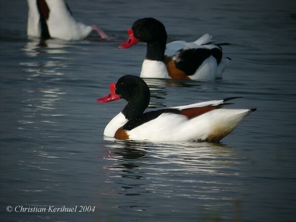 Common Shelduck