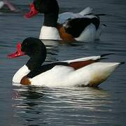 Common Shelduck