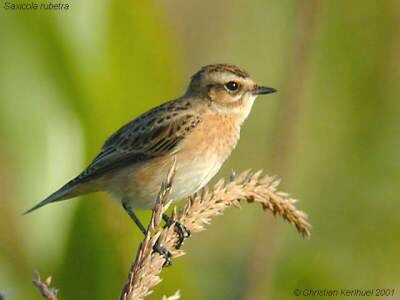 Whinchat