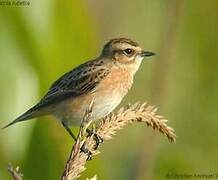 Whinchat