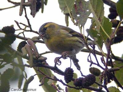 Eurasian Siskin