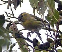 Eurasian Siskin