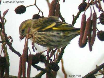 Eurasian Siskin