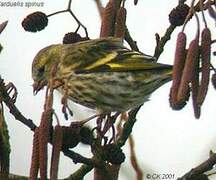 Eurasian Siskin