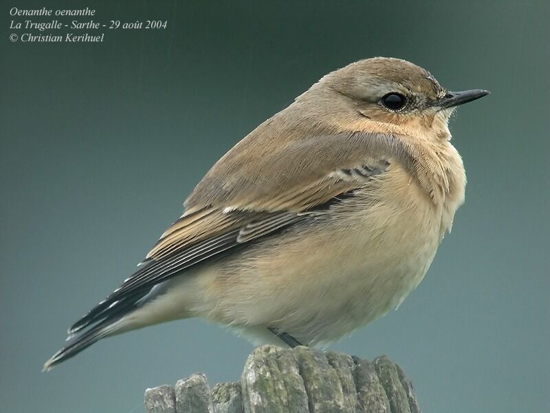 Northern Wheatear