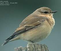 Northern Wheatear