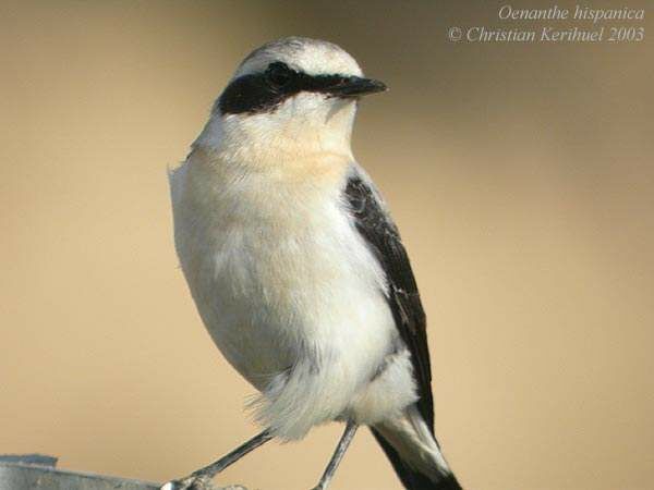 Black-eared Wheatear