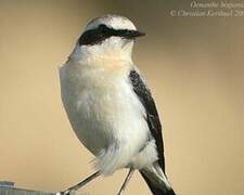 Black-eared Wheatear