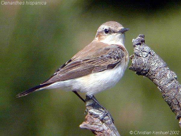 Western Black-eared Wheatear