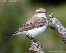 Western Black-eared Wheatear