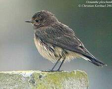 Pied Wheatear