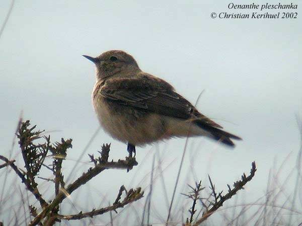 Pied Wheatear