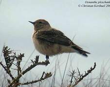 Pied Wheatear