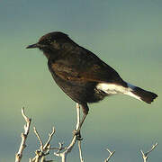 Black Wheatear