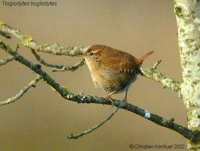 Eurasian Wren