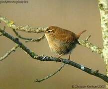 Eurasian Wren