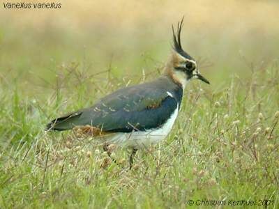 Northern Lapwing