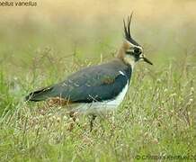 Northern Lapwing