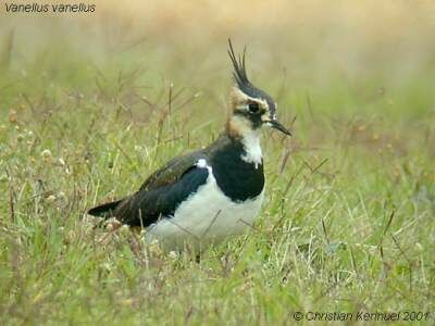 Northern Lapwing