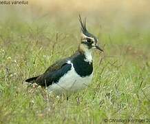 Northern Lapwing