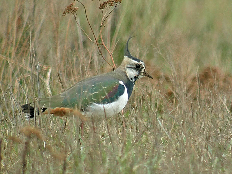 Northern Lapwing