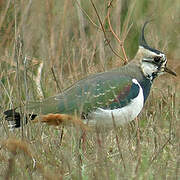 Northern Lapwing