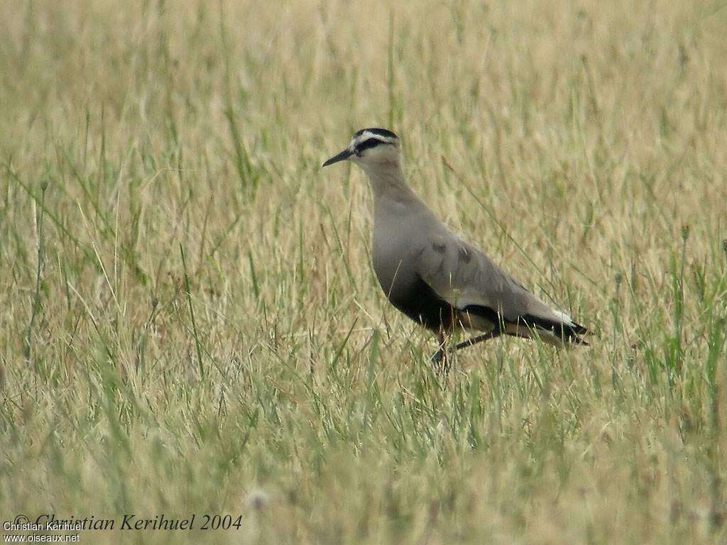 Sociable Lapwing, identification