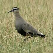 Sociable Lapwing