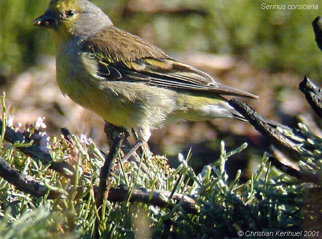 Corsican Finch