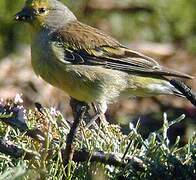 Corsican Finch