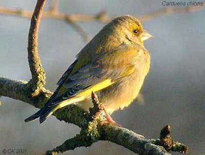 European Greenfinch