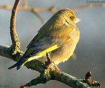 European Greenfinch