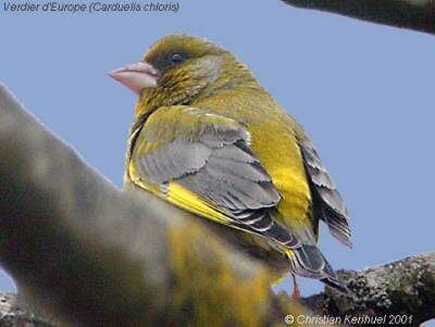 European Greenfinch