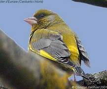 European Greenfinch