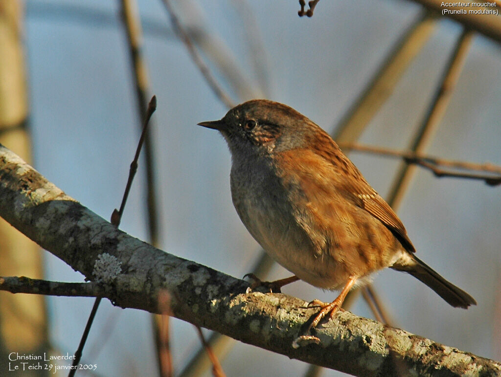 Dunnock