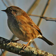 Dunnock