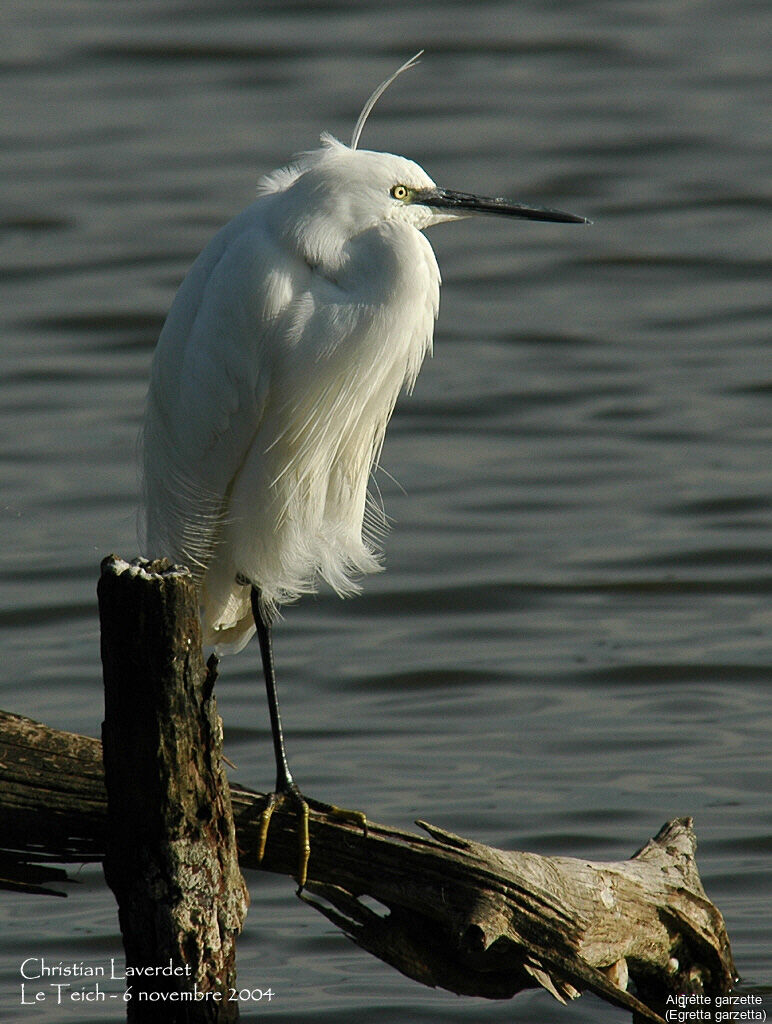 Little Egret