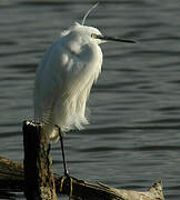 Aigrette garzette