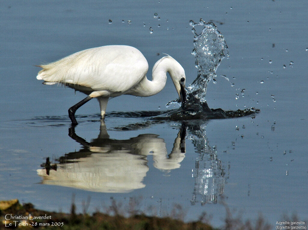 Little Egret