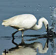 Aigrette garzette