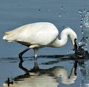 Little Egret